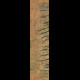 ÉLITIS Sauvages Tigre royal (panoramique)