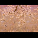 ÉLITIS Soleil Levant Les Cerisiers Sauvages - Fraîcheur solaire (panoramique)