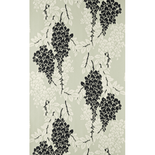 Wisteria BP 2213