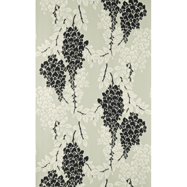 Wisteria BP 2213